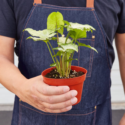 Syngonium 'White Butterfly' - House Plant Shop