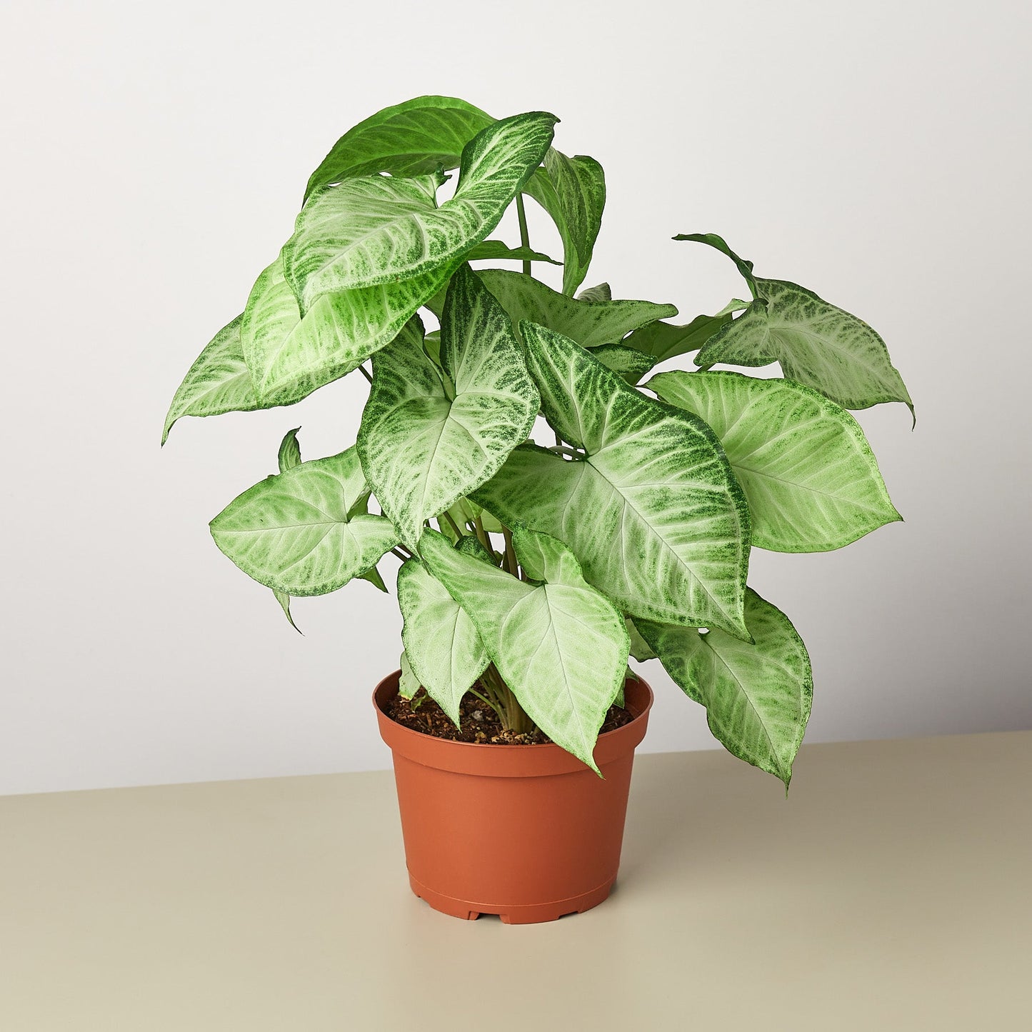 Syngonium 'White Butterfly' - House Plant Shop