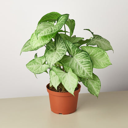 Syngonium 'White Butterfly' - House Plant Shop