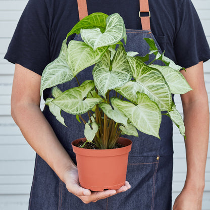Syngonium 'White Butterfly' - House Plant Shop