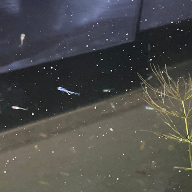 Medaka Eggs | PICKED SPRING 2026