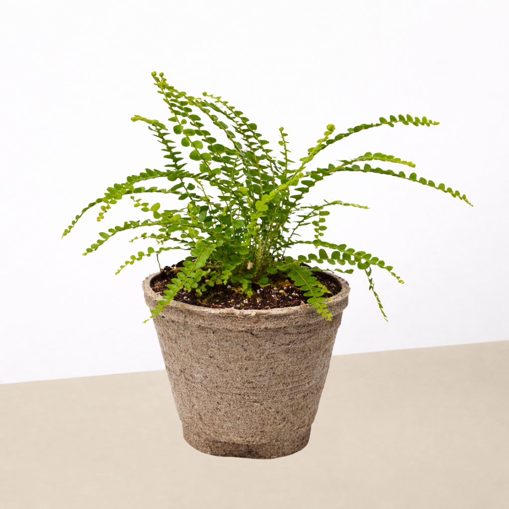 Lemon Button Fern