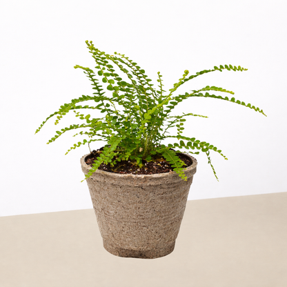 Lemon Button Fern