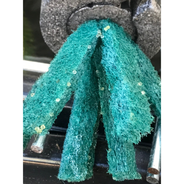 Medaka Eggs | PICKED SPRING 2026