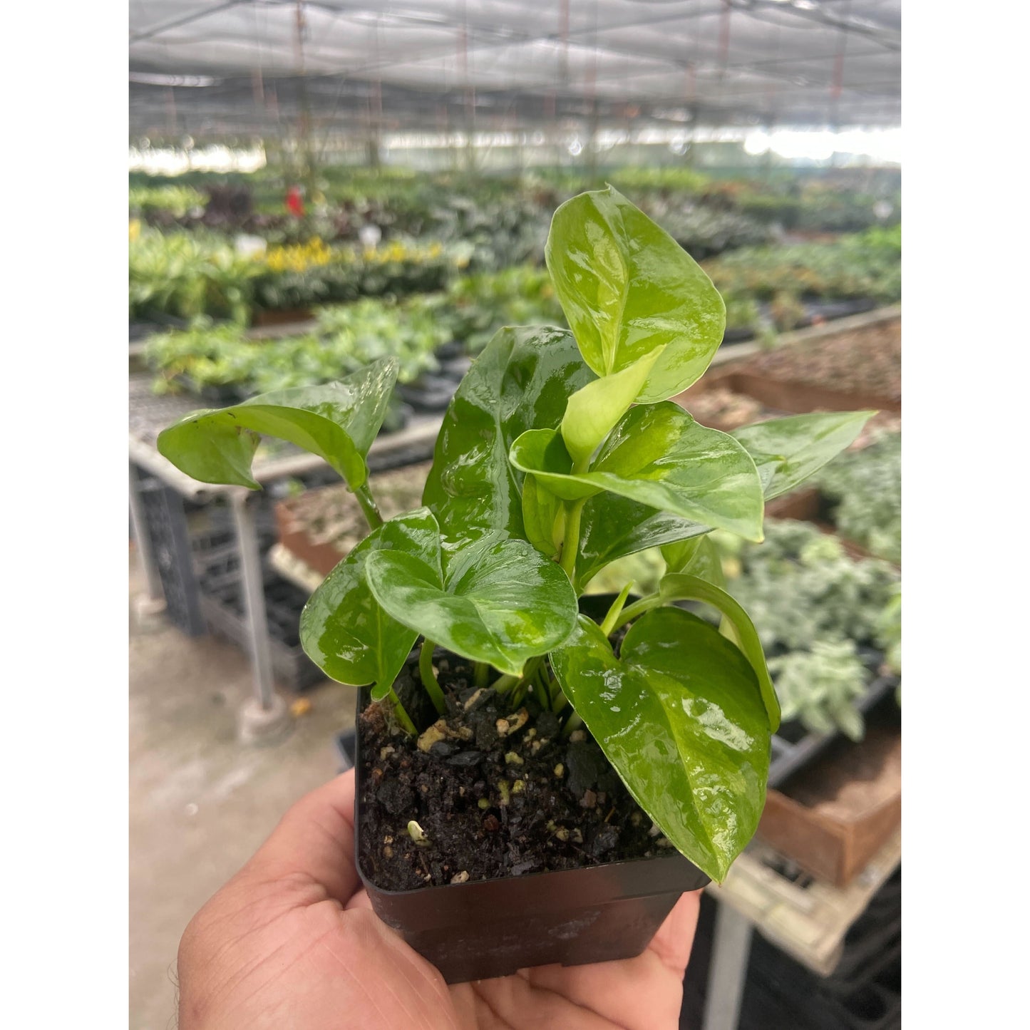 Pothos Global Green