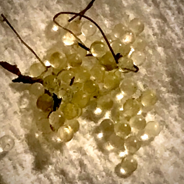 Medaka Eggs | PICKED SPRING 2026