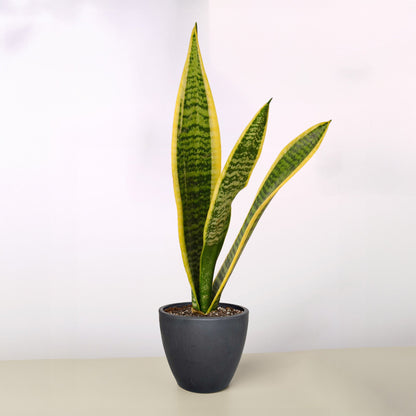 Snake Plant 'Laurentii'