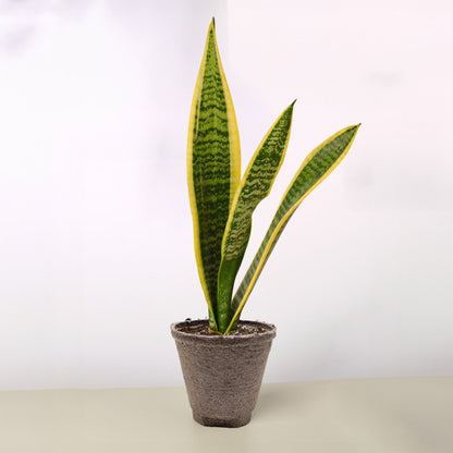 Snake Plant 'Laurentii'