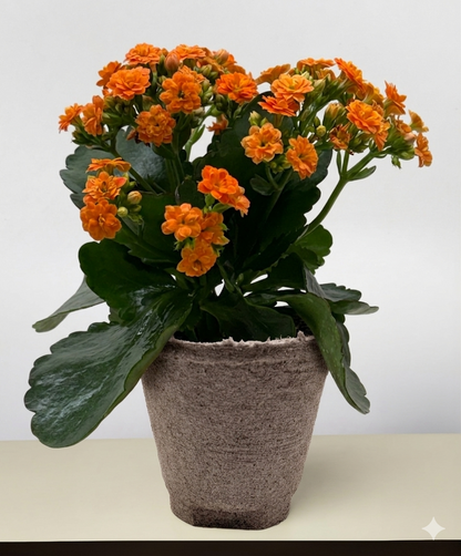 Kalanchoe 'Blossfeldiana'