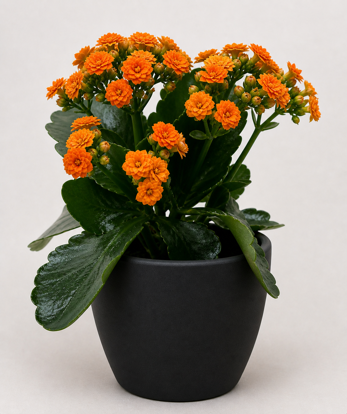 Kalanchoe 'Blossfeldiana'