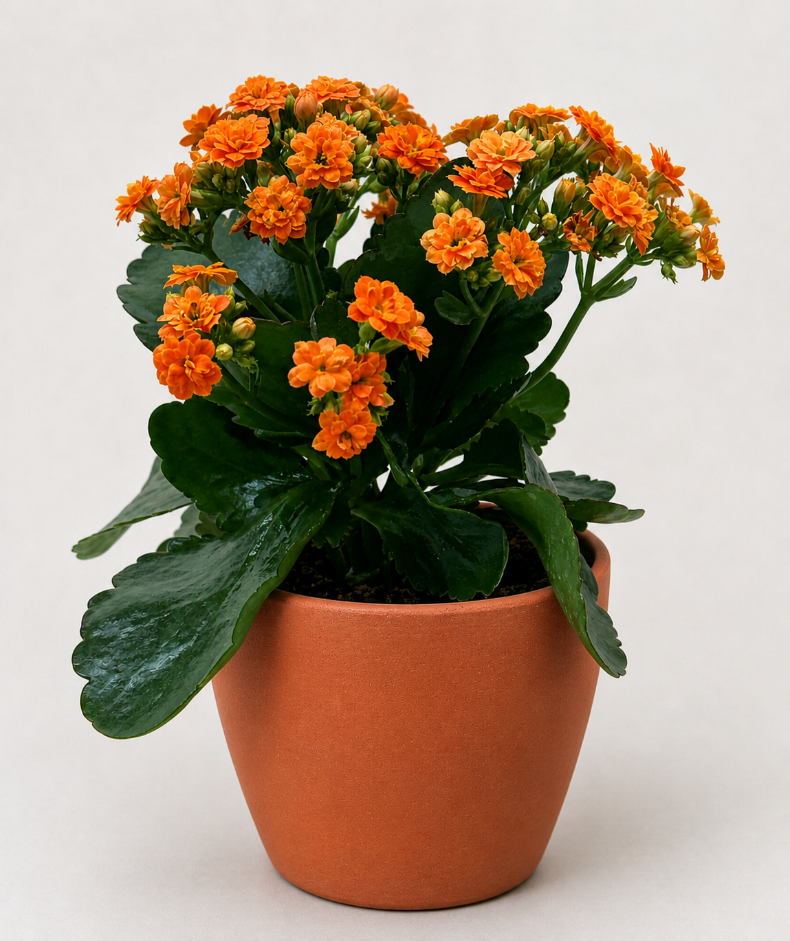 Kalanchoe 'Blossfeldiana'