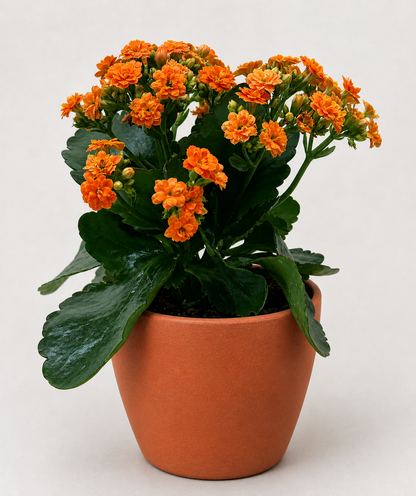 Kalanchoe 'Blossfeldiana'