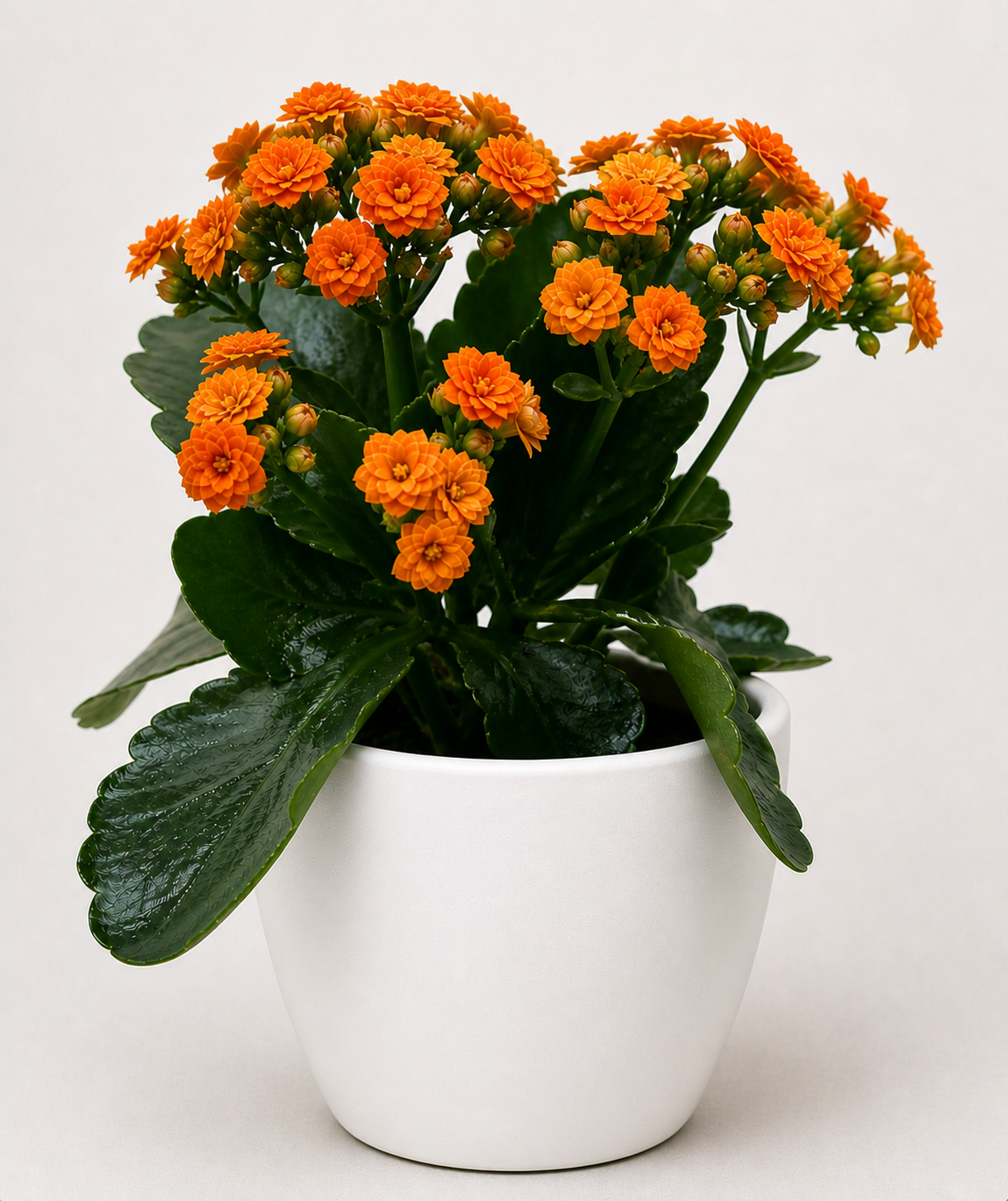 Kalanchoe 'Blossfeldiana'