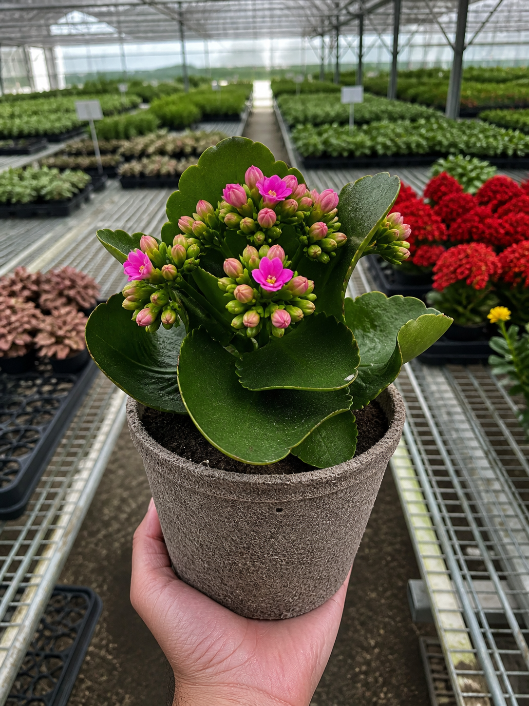 Kalanchoe 'Blossfeldiana'