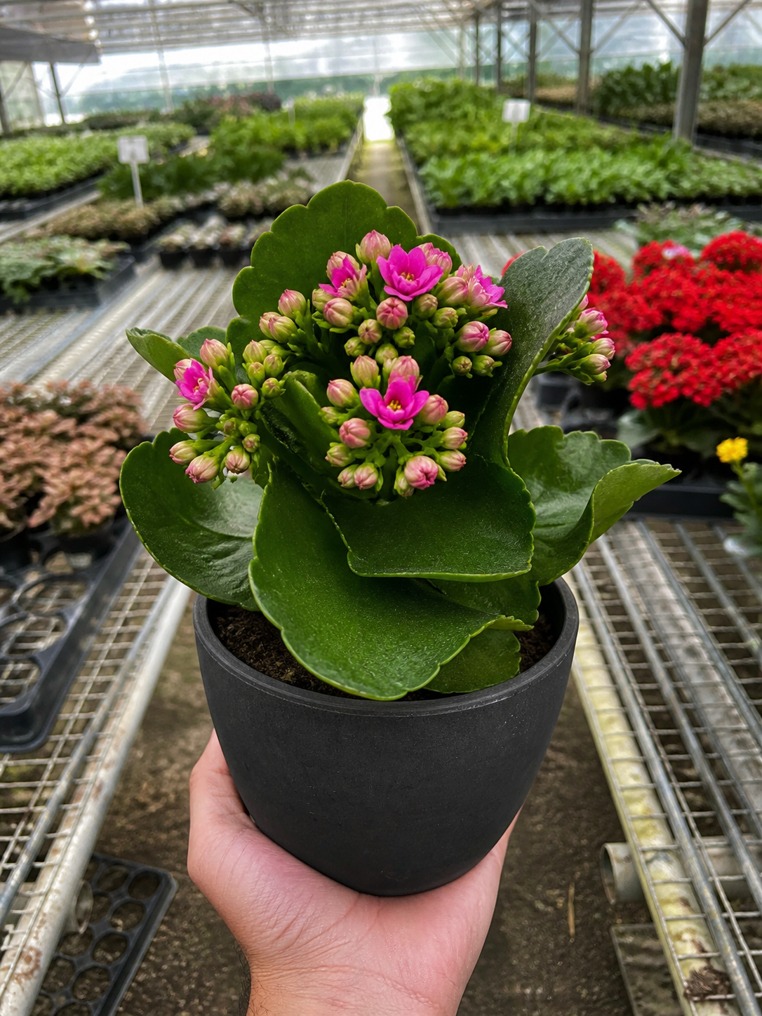 Kalanchoe 'Blossfeldiana'