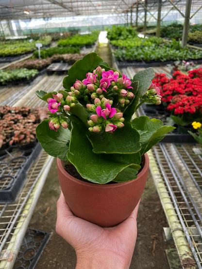 Kalanchoe 'Blossfeldiana'