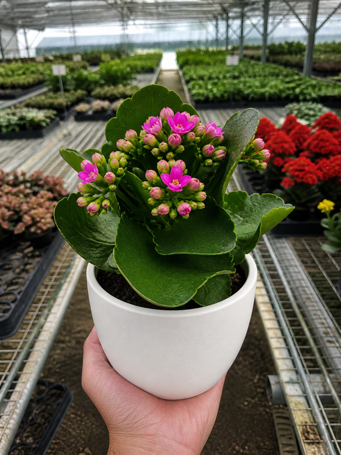 Kalanchoe 'Blossfeldiana'