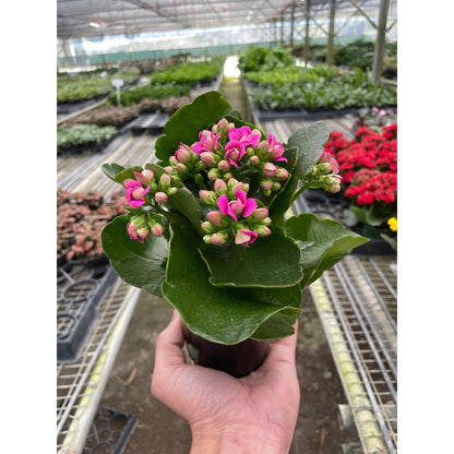 Kalanchoe 'Blossfeldiana'