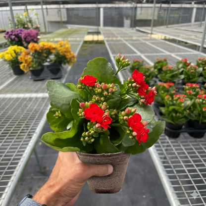 Kalanchoe 'Blossfeldiana'