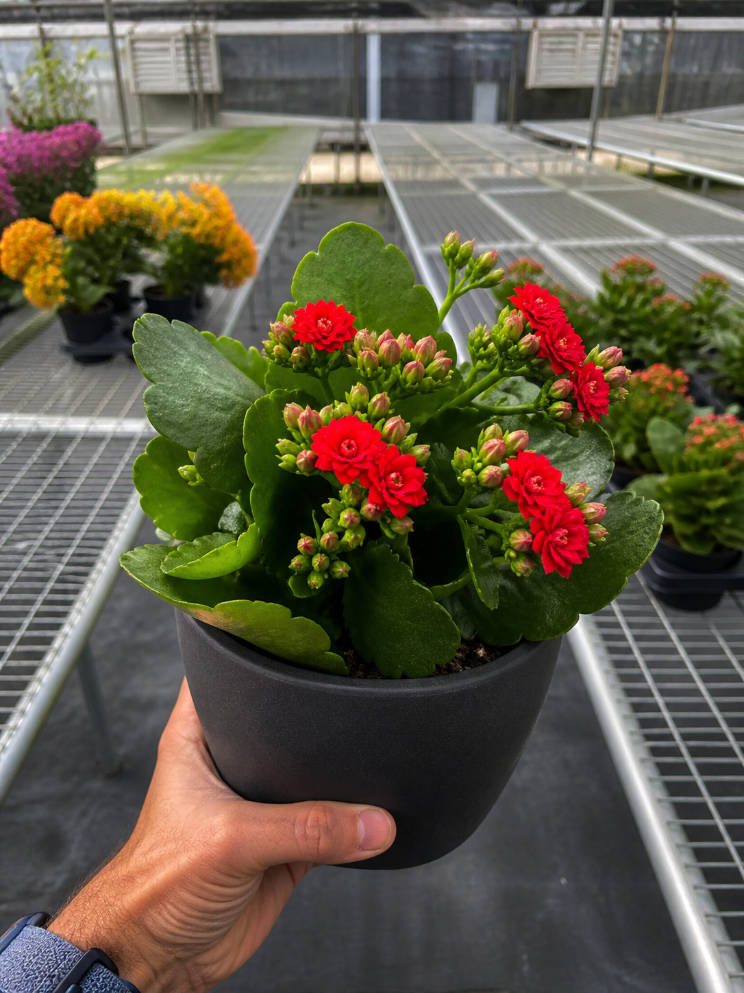 Kalanchoe 'Blossfeldiana'