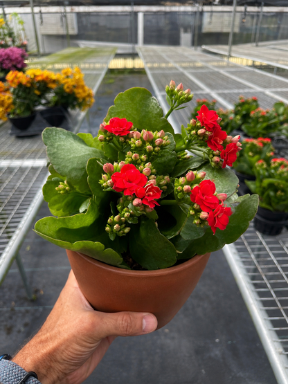 Kalanchoe 'Blossfeldiana'