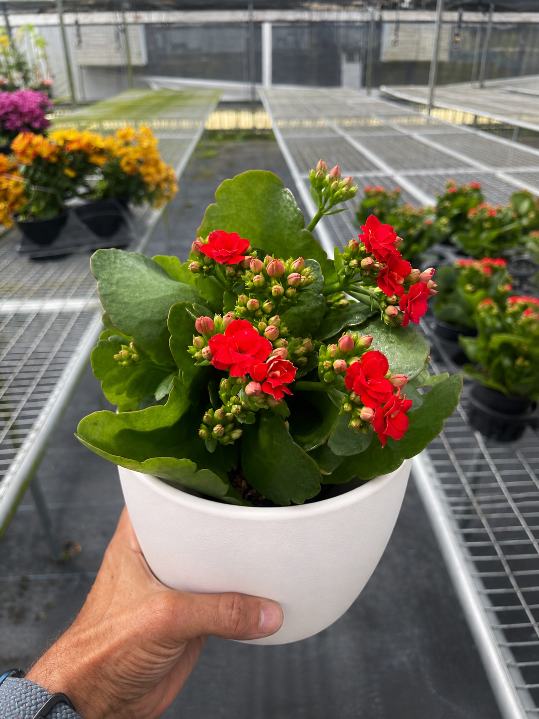 Kalanchoe 'Blossfeldiana'