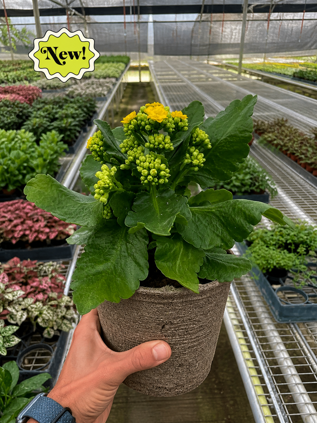 Kalanchoe 'Blossfeldiana'