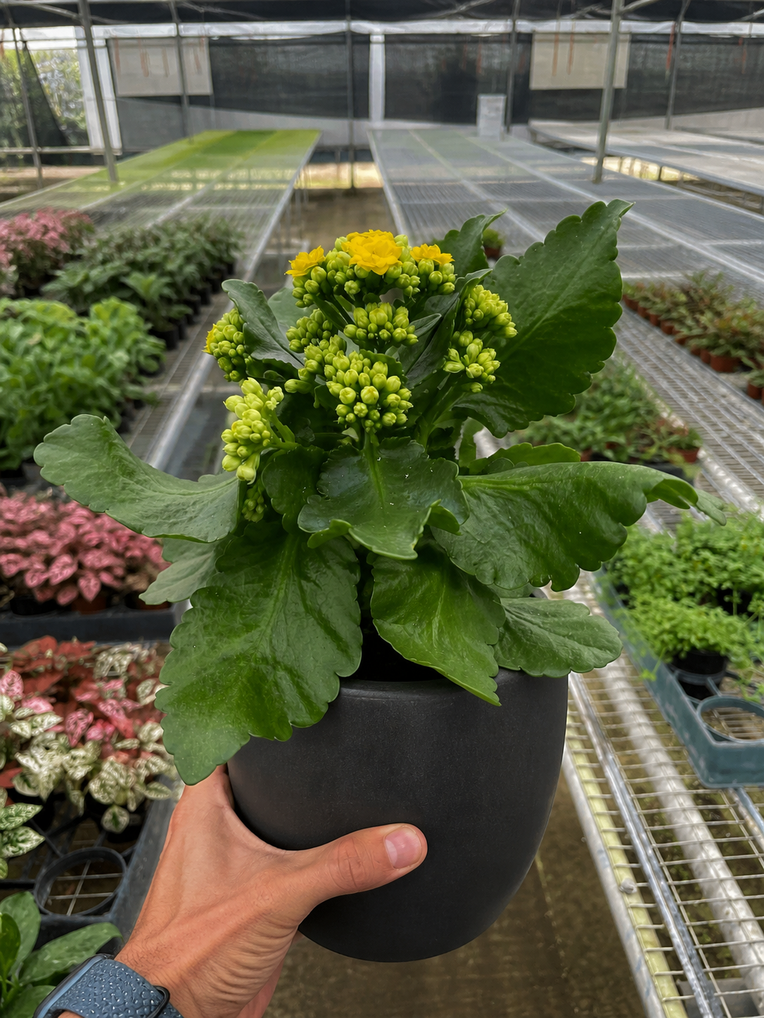 Kalanchoe 'Blossfeldiana'