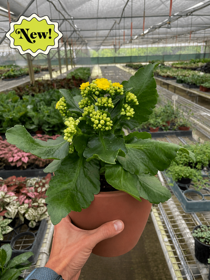 Kalanchoe 'Blossfeldiana'