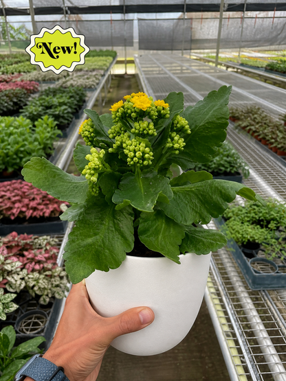 Kalanchoe 'Blossfeldiana'
