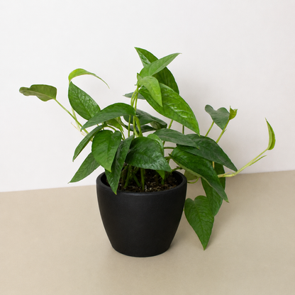 Pothos 'Cebu Blue'