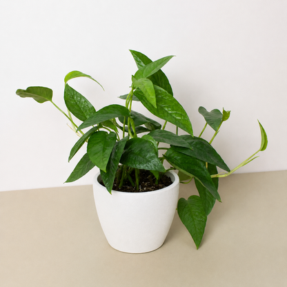 Pothos 'Cebu Blue'