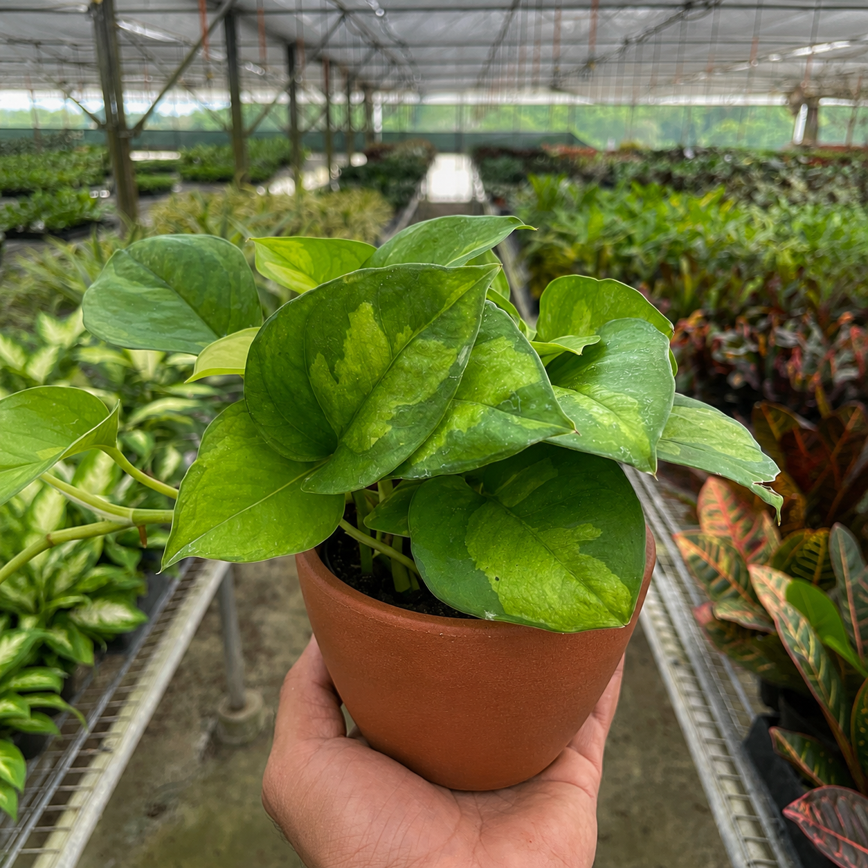Pothos Global Green