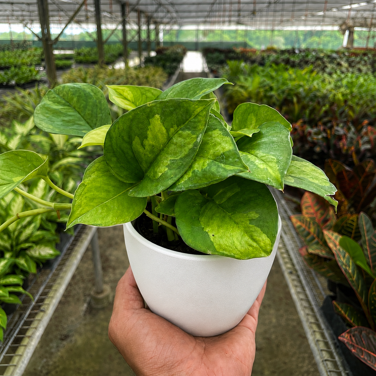 Pothos Global Green