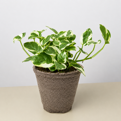 Pothos 'N'joy'