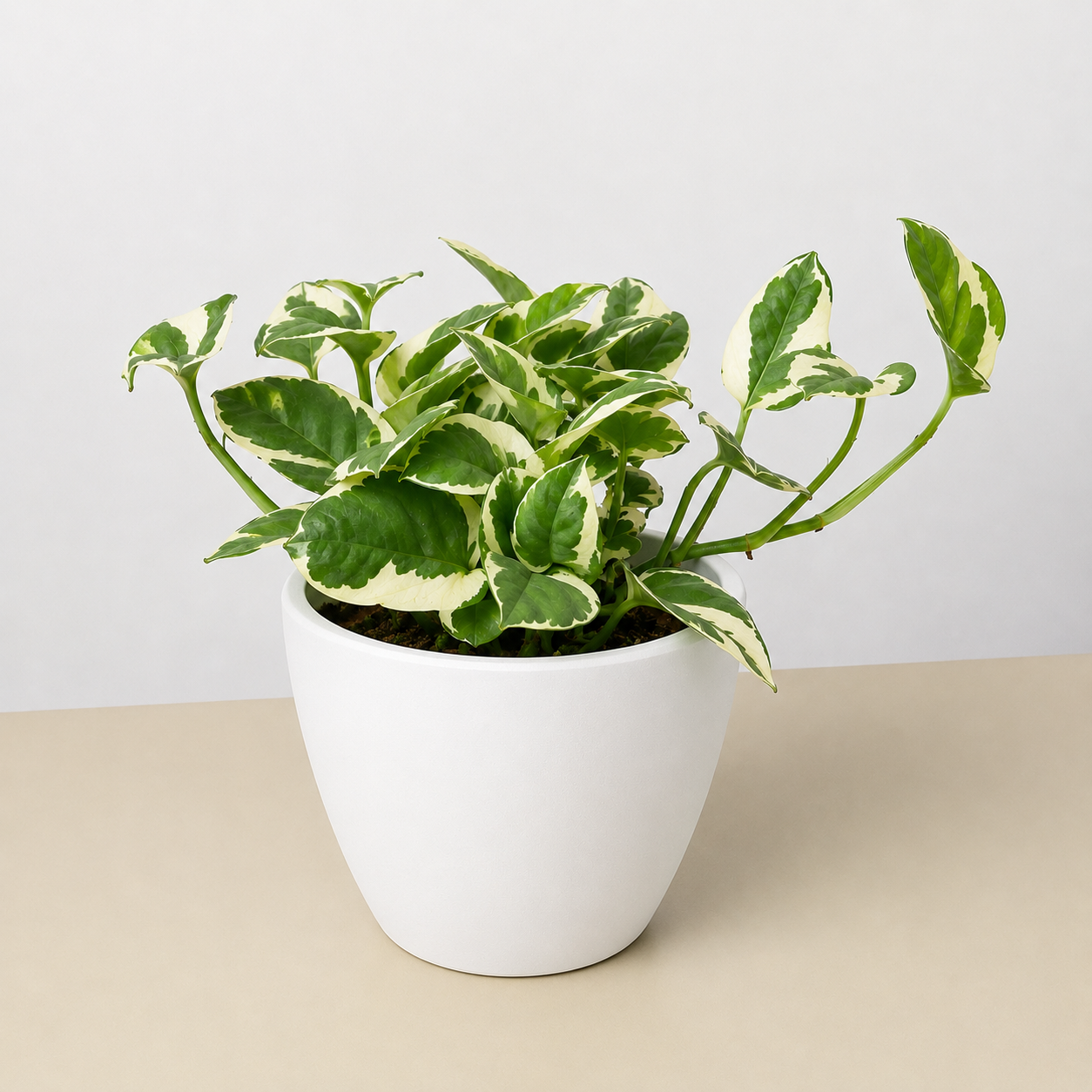 Pothos 'N'joy'