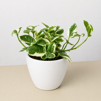 Pothos 'N'joy'