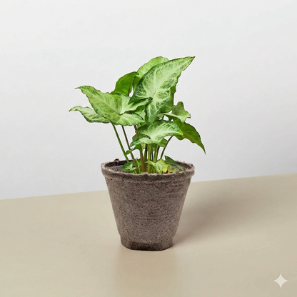 Syngonium 'White Butterfly'