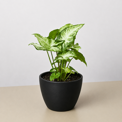 Syngonium 'White Butterfly'
