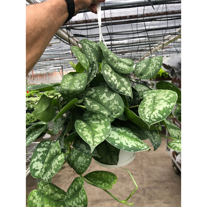 Pothos 'Silver Splash'