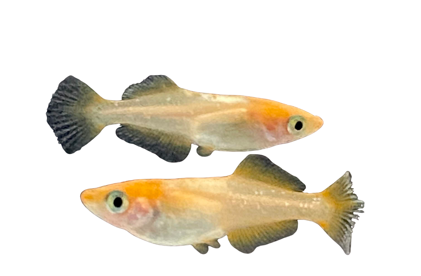 Medaka 'Tou Ten Kou'  とうてんこう/ トウテンコウ/ 東天光