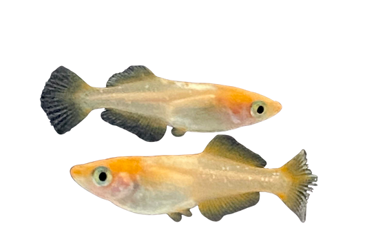 Medaka 'Tou Ten Kou'  とうてんこう/ トウテンコウ/ 東天光