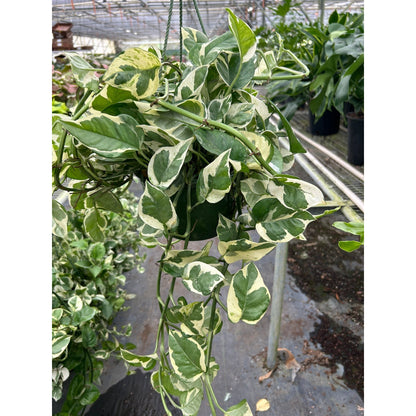 Pothos 'N'joy'