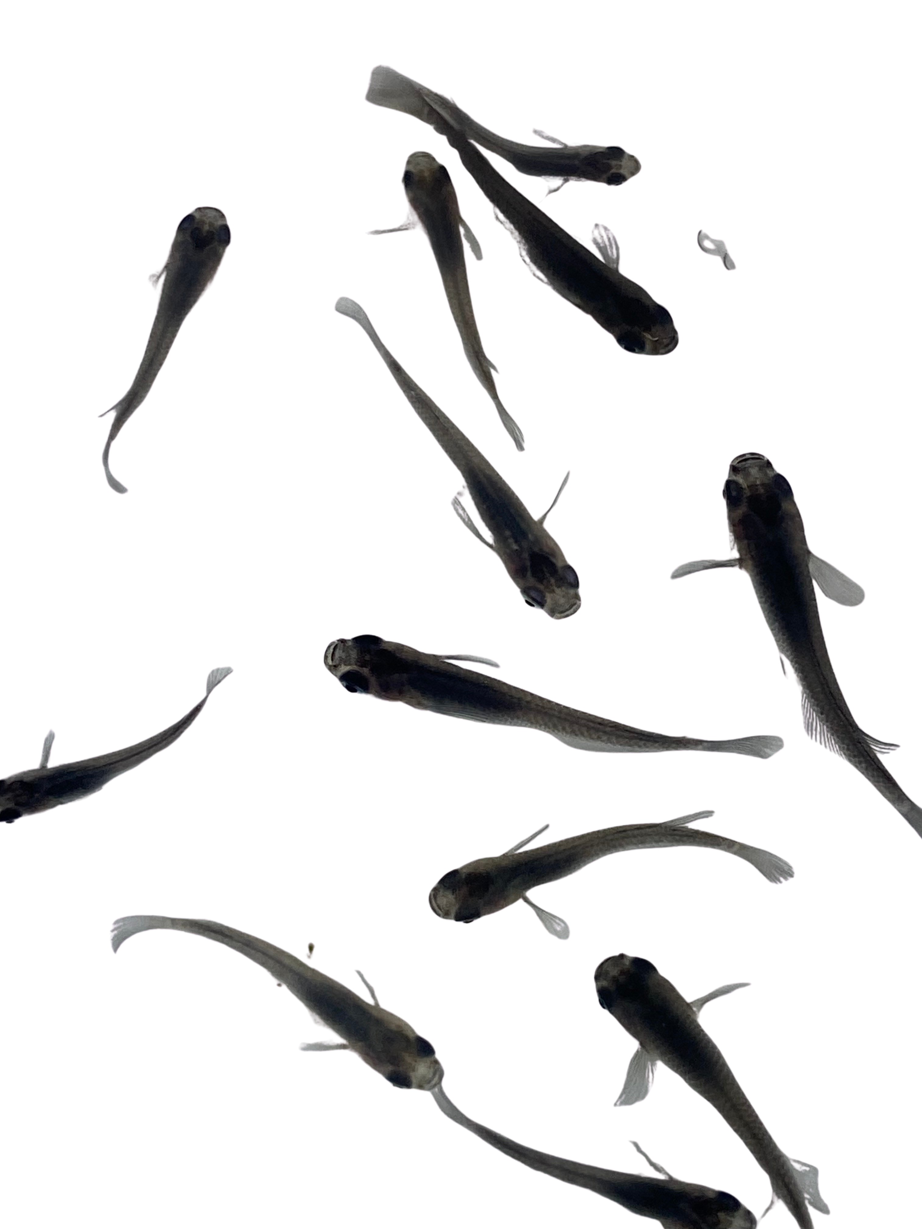 Medaka Fish – medakafarm