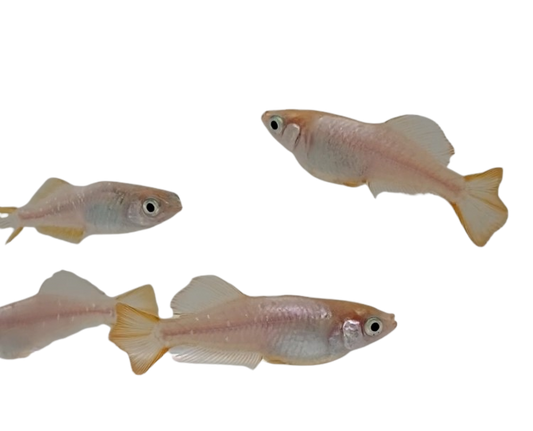 Medaka 'Ou Rin Kou'  おうりんこう/オウリンコウ/桜麟光 (2025 New Collection)