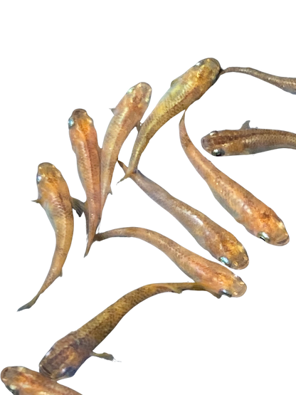 Medaka 'Aka Tora' (Red Tiger) あかとら アカトラ 赤虎