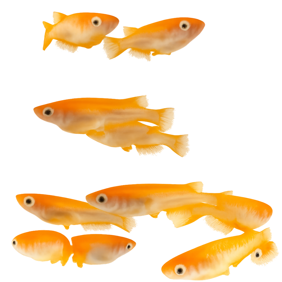 Medaka Fish – medakafarm