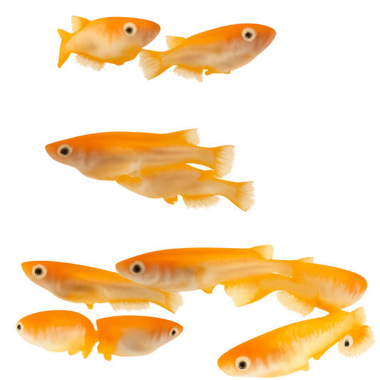 Medaka 'YoKiHi' ようきひ ヨウキヒ 楊貴妃