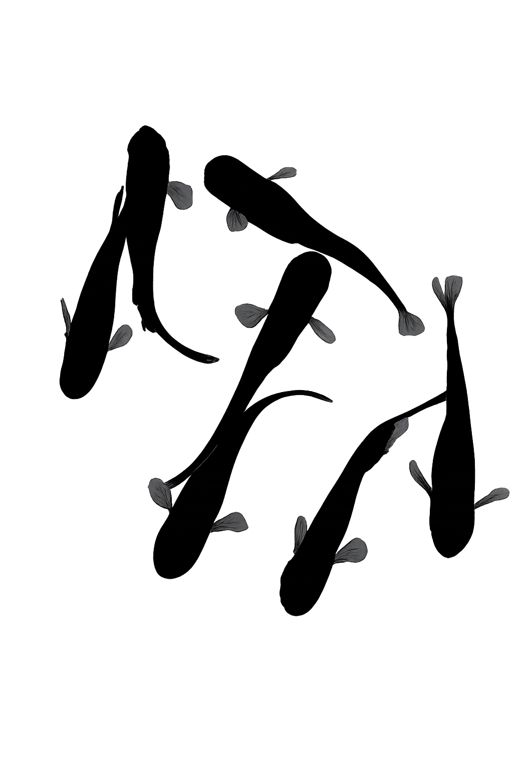 OROCHI Medaka (大蛇、おろち、オロチ）BLACK