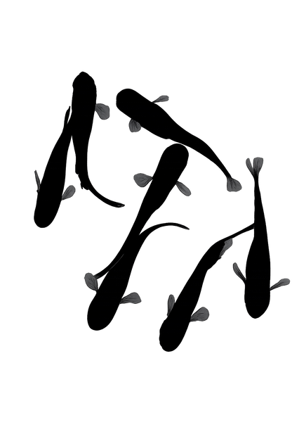 OROCHI Medaka (大蛇、おろち、オロチ）BLACK